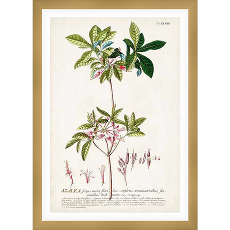A botanical illustration showcasing the delicate beauty of an Azalea plant, meticulously rendered with detailed leaves, delicate flowers, and scientific annotations. This artwork captures the essence of nature's elegance, perfect for botanical enthusiasts and art collectors alike.