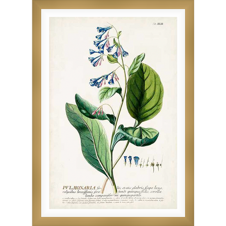 A vintage botanical illustration showcases a detailed rendering of a flowering plant, featuring bell-shaped blue blossoms with a hint of pink, lush green leaves, and a slender stem, all set against a creamy background with scientific text.
