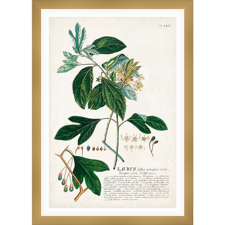 A botanical illustration of a plant, showcasing its leaves, stems, and budding flowers. The detailed artwork provides a glimpse into the scientific illustration techniques of the past, with intricate lines and shading used to depict the plant's features.