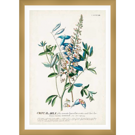 A botanical illustration of a flowering plant showcases delicate white blossoms, vibrant green foliage, and striking blue accents. This artwork, inspired by vintage botanical prints, adds a touch of natural beauty to any space.