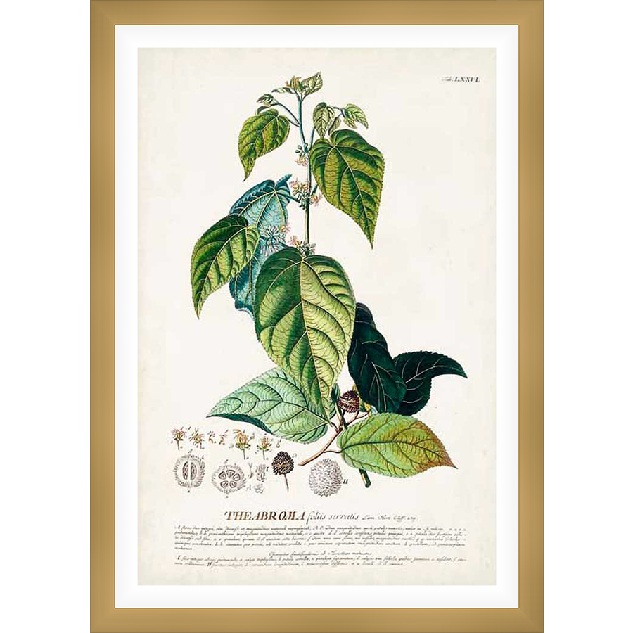 This botanical illustration depicts a detailed study of a plant, showcasing its leaves, stems, and reproductive structures. The artwork, from a scientific context, showcases the intricate details of the plant's anatomy.