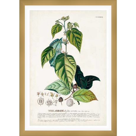 This botanical illustration depicts a detailed study of a plant, showcasing its leaves, stems, and reproductive structures. The artwork, from a scientific context, showcases the intricate details of the plant's anatomy.