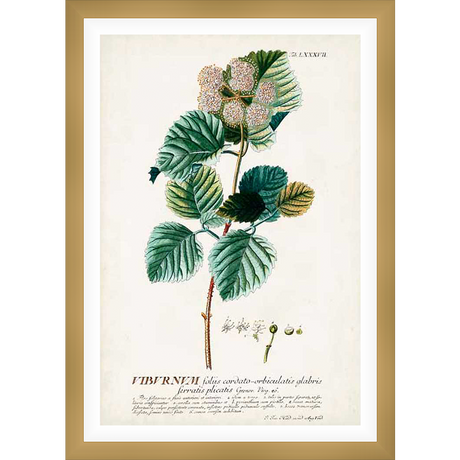 An elegant botanical illustration showcases a detailed depiction of a flowering plant, complete with leaves, stems, and delicate blossoms. The artwork is rendered with a scientific precision and artistic flair, celebrating the beauty of nature.
