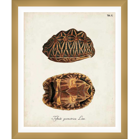 This vintage-style print showcases an exquisite botanical illustration of a tortoise shell, featuring intricate detailing and a classic aesthetic. The piece captures the delicate beauty of the natural world, making it a charming addition to any space.