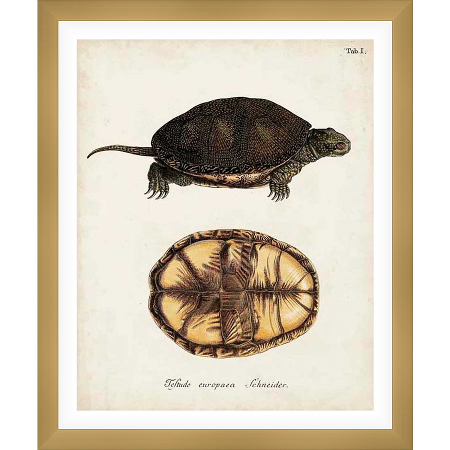 A vintage botanical illustration depicts a detailed study of a turtle, showcasing the creature's dorsal and ventral sides. The artful rendering captures the texture and form of the turtle's shell and anatomy with careful detail.
