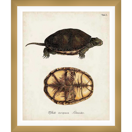A vintage botanical illustration depicts a detailed study of a turtle, showcasing the creature's dorsal and ventral sides. The artful rendering captures the texture and form of the turtle's shell and anatomy with careful detail.