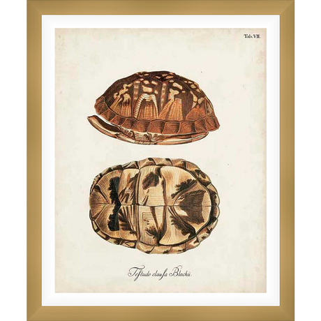 A vintage scientific illustration showcasing the intricate details of two turtle shells, ideal for nature enthusiasts and those seeking a touch of antique charm. This artwork beautifully merges art and science.