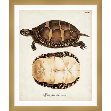 This vintage-style botanical print showcases a detailed illustration of a Hermann's tortoise, offering both a top and bottom view. The delicate rendering of the shell and anatomy is printed on a subtly aged, textured background, providing a timeless appeal for any art enthusiast or nature lover.