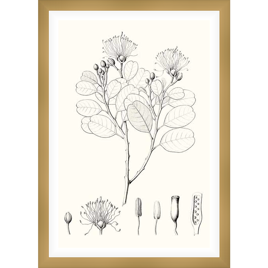 A vintage botanical illustration of a flowering plant, showcasing intricate details of the leaves, blossoms, and botanical structures. This artwork adds a touch of natural elegance to any space.