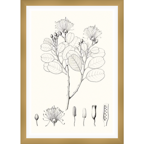 A vintage botanical illustration of a flowering plant, showcasing intricate details of the leaves, blossoms, and botanical structures. This artwork adds a touch of natural elegance to any space.