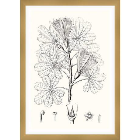A detailed botanical illustration depicts a stylized flowering plant with large, palmate leaves and intricate floral details, rendered in a classic, vintage style.  The print evokes a sense of natural history and scientific observation.