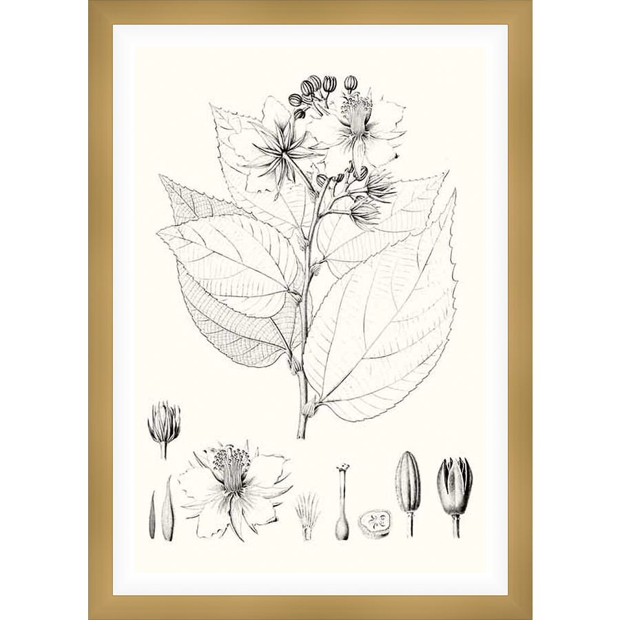 A botanical illustration meticulously depicts a flowering plant, showcasing its leaves, flowers, and seed pods with detailed line work. This artwork offers a classic aesthetic that complements various home decor styles.