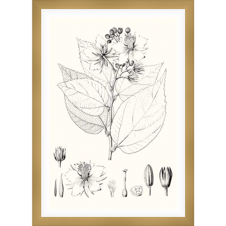 A botanical illustration meticulously depicts a flowering plant, showcasing its leaves, flowers, and seed pods with detailed line work. This artwork offers a classic aesthetic that complements various home decor styles.