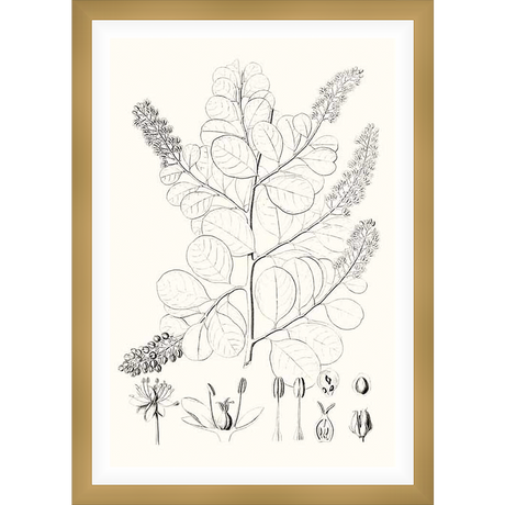 A detailed botanical illustration showcases a stylized plant with large, oval leaves and delicate flowering branches. This monochromatic artwork is a study of plant anatomy, ideal for adding an elegant, natural touch to any space.
