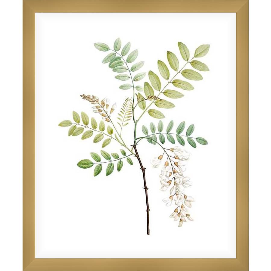 This botanical art print showcases a detailed illustration of acacia plant with delicate white flowers and vibrant green leaves against a crisp white background. This artwork is perfect for adding a touch of nature-inspired elegance to any living space.
