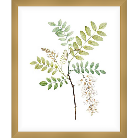 This botanical art print showcases a detailed illustration of acacia plant with delicate white flowers and vibrant green leaves against a crisp white background. This artwork is perfect for adding a touch of nature-inspired elegance to any living space.