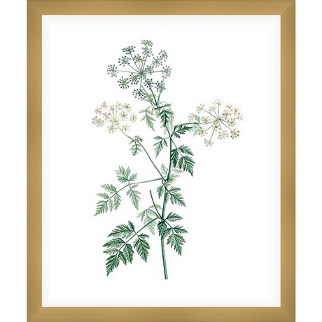 A botanical illustration showcases a delicate plant with intricate, feathery leaves and clusters of tiny, creamy white flowers. The artwork offers a fresh and elegant aesthetic, ideal for infusing natural beauty into any space.