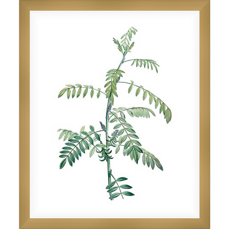 A botanical print featuring a detailed illustration of a plant, capturing its delicate leaves and slender stems. This artwork will add a touch of natural elegance to any space.