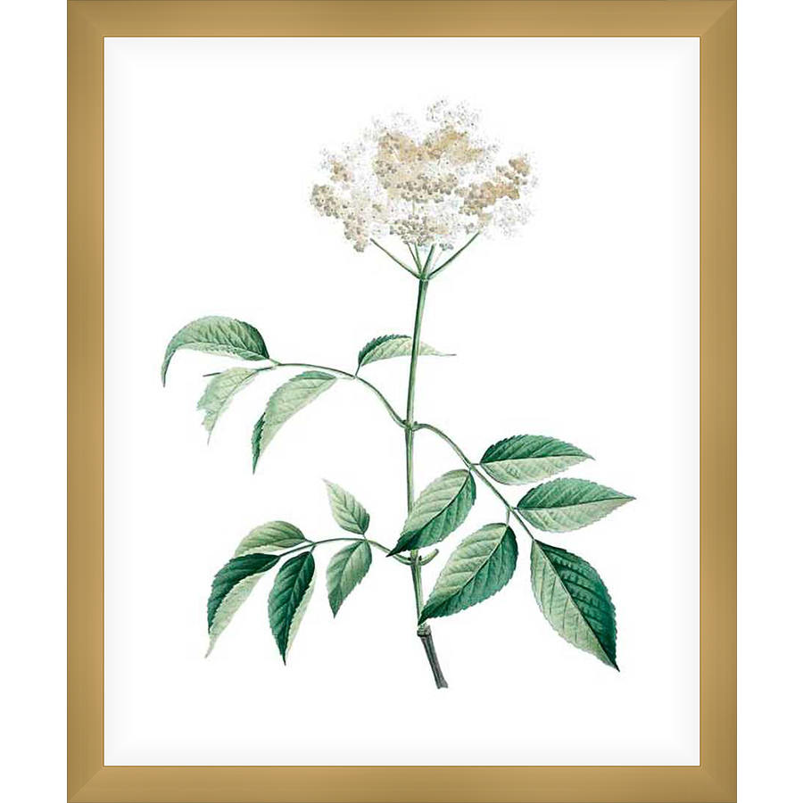 A delicate botanical print showcases the intricate details of a flowering plant. The artwork features lush green leaves and soft, clustered blossoms, all set against a pristine white background, creating a serene and natural aesthetic.
