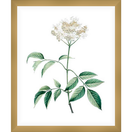 A delicate botanical print showcases the intricate details of a flowering plant. The artwork features lush green leaves and soft, clustered blossoms, all set against a pristine white background, creating a serene and natural aesthetic.