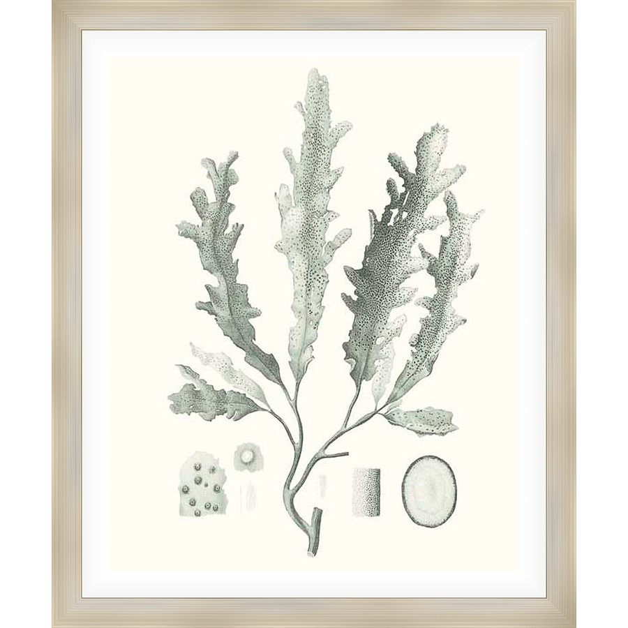 A botanical illustration of seaweed, in a vintage style. This print features detailed depictions of seaweed fronds and other marine elements, perfect for adding a touch of nature and sophistication to any space.