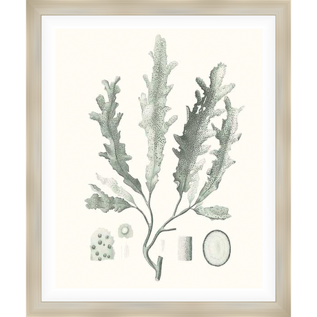 A botanical illustration of seaweed, in a vintage style. This print features detailed depictions of seaweed fronds and other marine elements, perfect for adding a touch of nature and sophistication to any space.