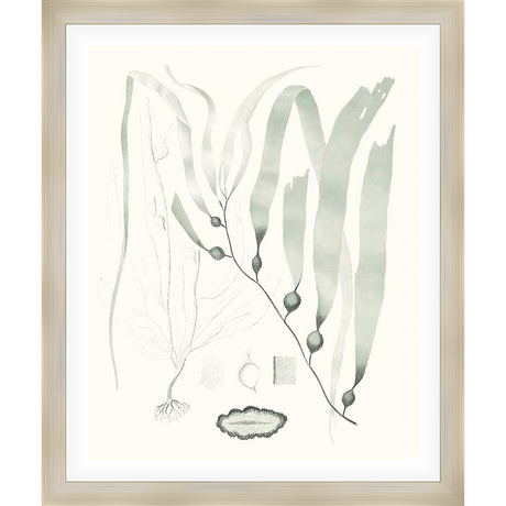 Explore the beauty of the ocean with this exquisite botanical print. Featuring an elegant illustration of seaweed, this artwork captures the delicate details of marine life, perfect for adding a touch of coastal serenity to your home decor.