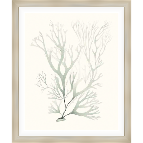 This art print features a delicate botanical illustration of what appears to be a type of sea plant. The artwork's subdued palette and gentle lines create a calming and ethereal aesthetic, making it an ideal addition to any space seeking a touch of natural elegance.