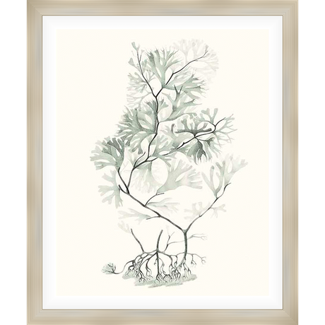 This elegant artwork showcases a delicate botanical print of seaweed, rendered in soft hues. The detailed depiction captures the intricate forms of the plant's branches and roots, evoking a sense of natural beauty and tranquility.