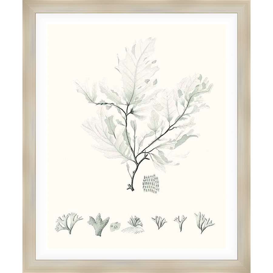 This botanical print showcases elegant seaweed illustrations in a soft, monochromatic palette, perfect for bringing a touch of nature's serenity into your space. The artwork captures the intricate details of various seaweed species, making it a captivating addition to any decor.
