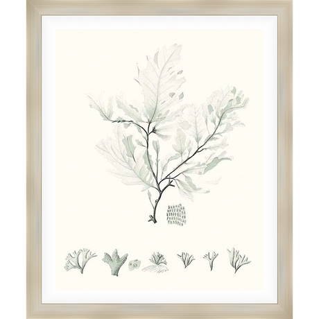 This botanical print showcases elegant seaweed illustrations in a soft, monochromatic palette, perfect for bringing a touch of nature's serenity into your space. The artwork captures the intricate details of various seaweed species, making it a captivating addition to any decor.