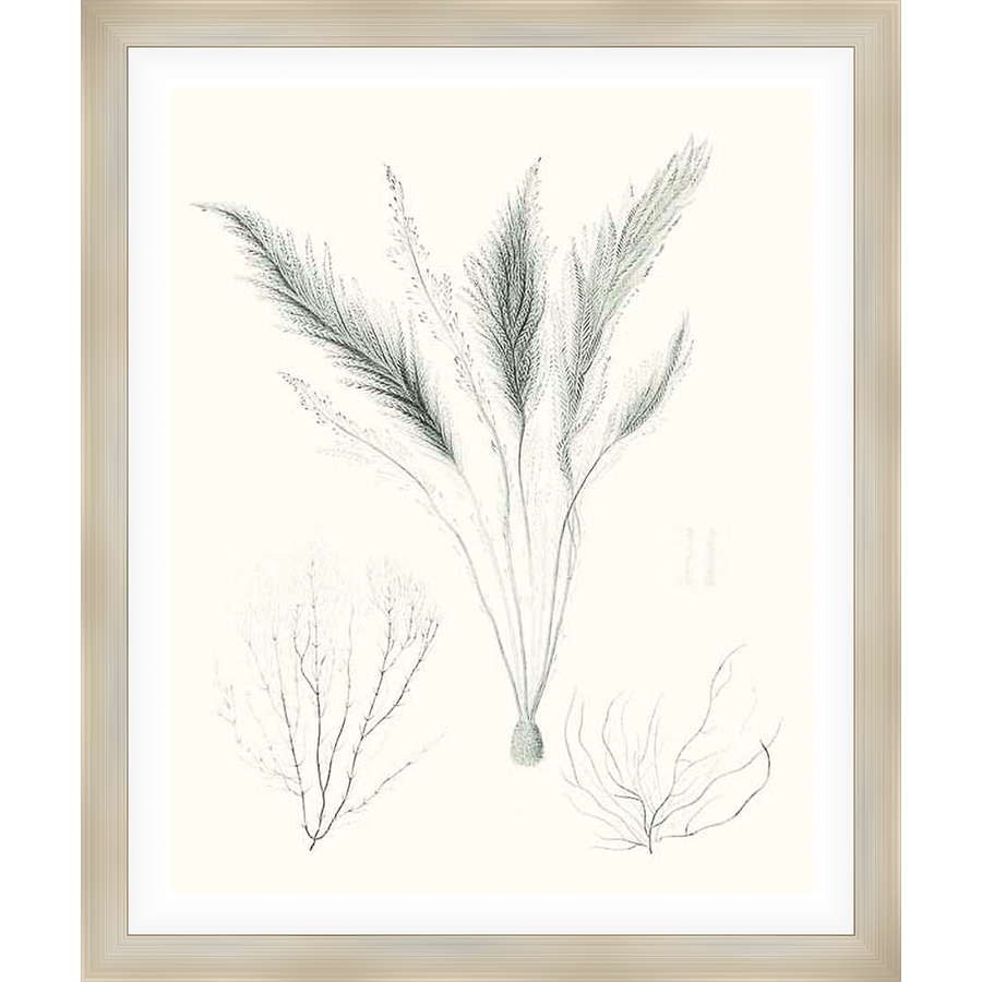Explore the beauty of botanical art with this stunning print featuring detailed illustrations of seaweed and other aquatic plants. Perfect for adding a touch of nature-inspired elegance to your home.