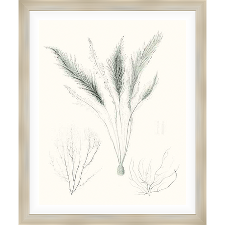 Explore the beauty of botanical art with this stunning print featuring detailed illustrations of seaweed and other aquatic plants. Perfect for adding a touch of nature-inspired elegance to your home.