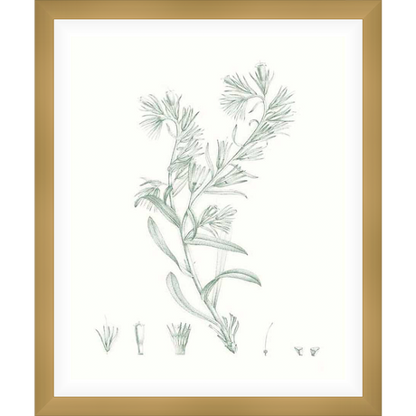 This botanical art print features a detailed illustration of a plant with delicate leaves and blooms, perfect for adding a touch of natural elegance to any space. The artwork is a refined depiction, making it ideal for creating a calming and sophisticated aesthetic.