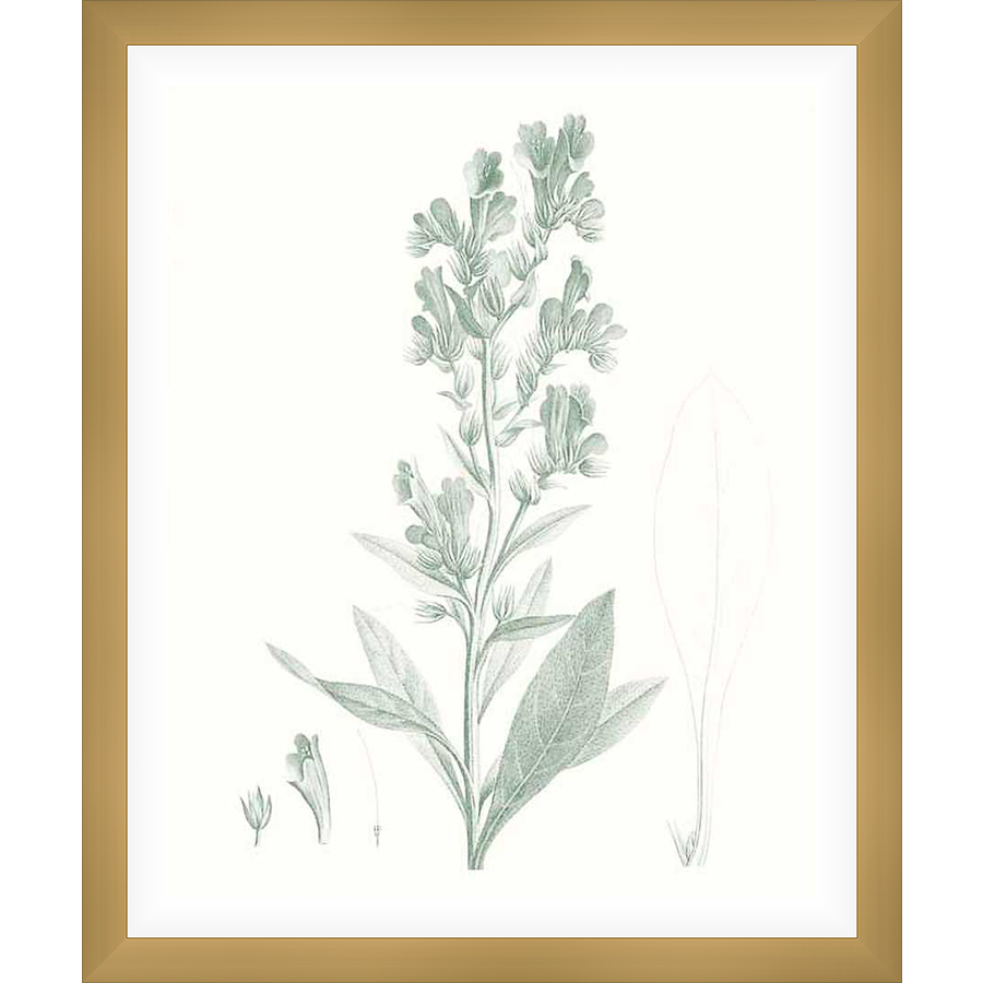 Elevate your space with this botanical illustration featuring delicate sage flowers. The artwork showcases intricate details of the plant, offering a touch of natural elegance to any room.
