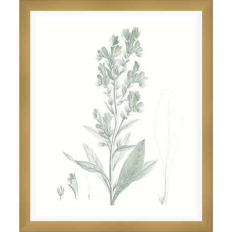 Elevate your space with this botanical illustration featuring delicate sage flowers. The artwork showcases intricate details of the plant, offering a touch of natural elegance to any room.