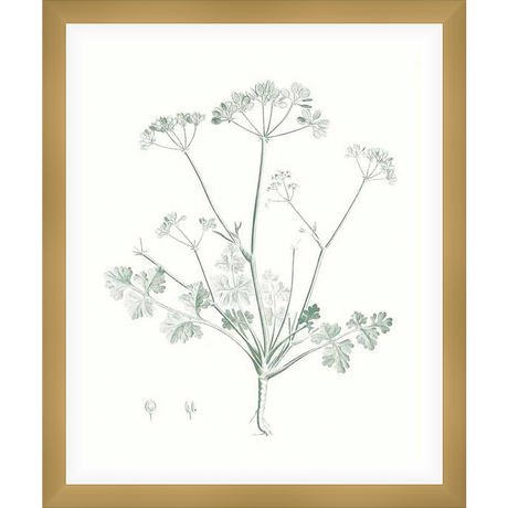 A delicate botanical print showcases a detailed illustration of a plant with branching stems and clusters of delicate flowers. This elegant artwork brings a touch of nature's beauty and a calming aesthetic to any space.