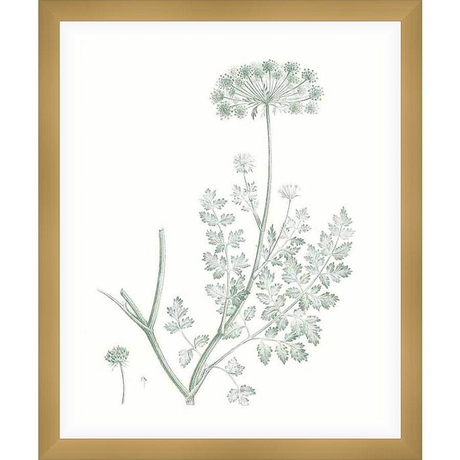 A botanical illustration of a delicate flowering plant, this artwork features intricate details of leaves and blossoms rendered in a soft, muted palette. This art print adds a touch of nature-inspired elegance to any space.