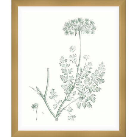 A botanical illustration of a delicate flowering plant, this artwork features intricate details of leaves and blossoms rendered in a soft, muted palette. This art print adds a touch of nature-inspired elegance to any space.