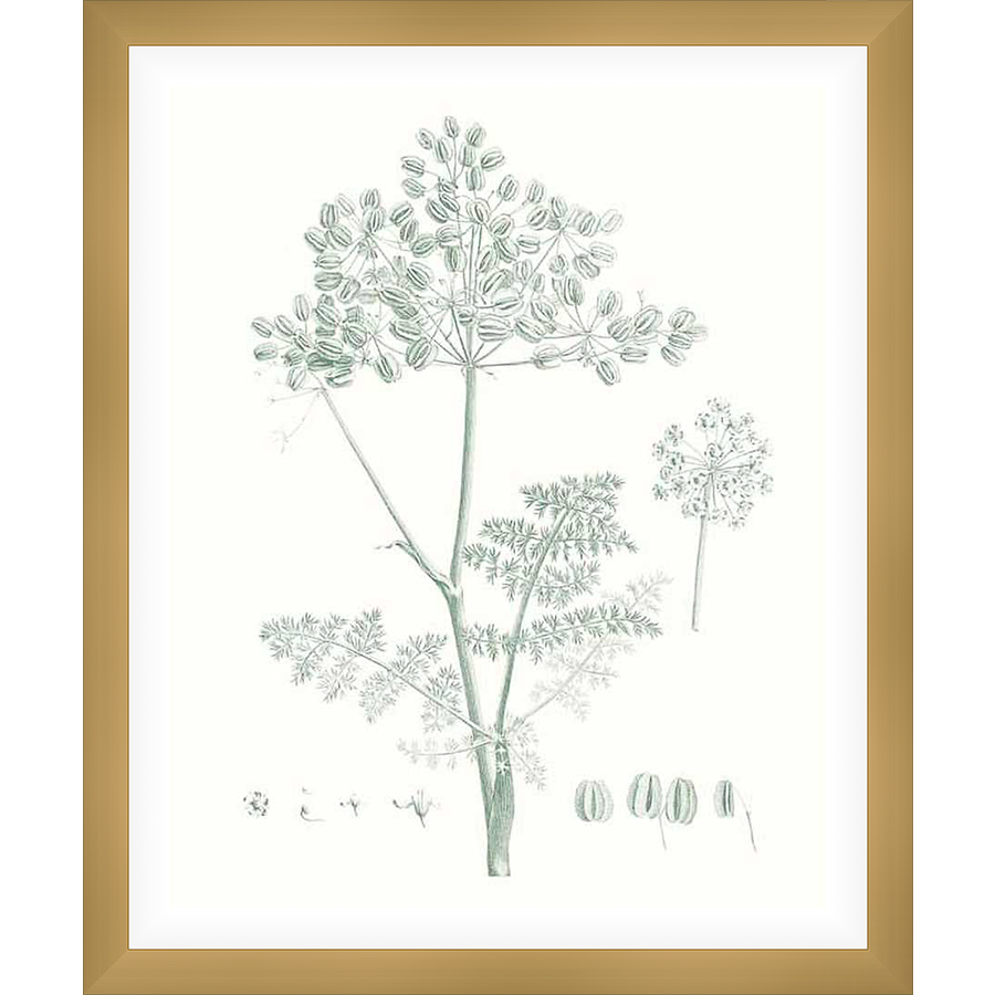 A botanical print showcases a detailed illustration of a plant, capturing its delicate features and natural beauty. This artwork adds a touch of elegance and natural charm to any living space.