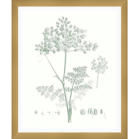 A botanical print showcases a detailed illustration of a plant, capturing its delicate features and natural beauty. This artwork adds a touch of elegance and natural charm to any living space.