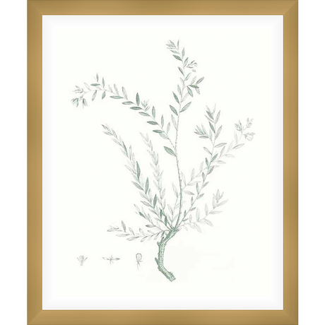 A delicate botanical print features a detailed illustration of a plant with slender stems and soft, elongated leaves. This elegant artwork brings a touch of nature and tranquility to any space.