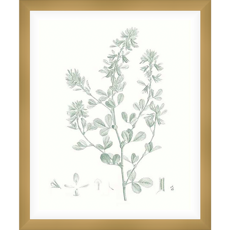 A botanical print of a detailed plant illustration, showcasing a delicate stem with leaves and flowers. This artwork brings a touch of nature's beauty into any space.