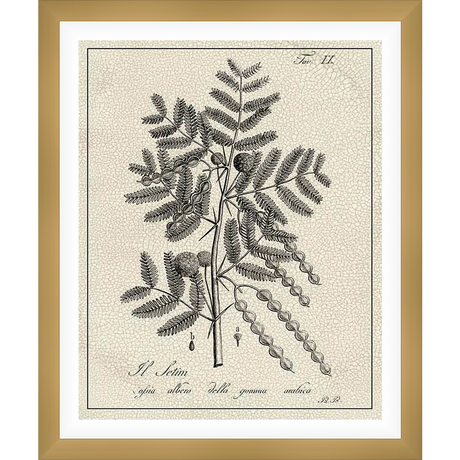 This botanical print showcases a detailed illustration of a flowering plant, meticulously rendered with intricate line work. The artwork includes seed pods and delicate foliage, all presented on a textured background reminiscent of aged paper.
