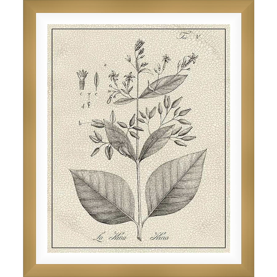 This botanical print showcases a detailed illustration of a plant, featuring intricate line work and subtle shading. The artwork is rendered in a classic, vintage style, ideal for adding a touch of elegance and natural beauty to any interior space.
