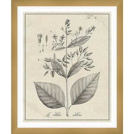 This botanical print showcases a detailed illustration of a plant, featuring intricate line work and subtle shading. The artwork is rendered in a classic, vintage style, ideal for adding a touch of elegance and natural beauty to any interior space.
