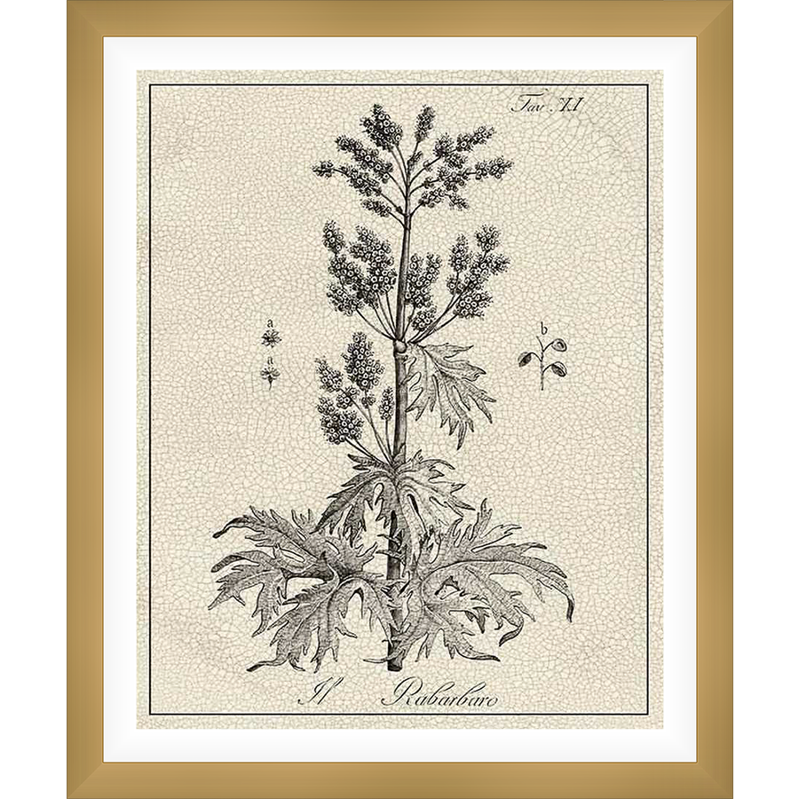 This botanical print showcases an intricate illustration of a plant, featuring detailed renderings of leaves, flowers, and seeds. The artwork, presented in a classic monochrome style, evokes a sense of vintage charm, making it a perfect addition to any nature-inspired decor.