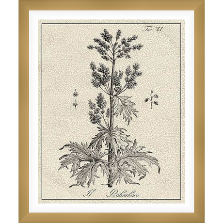 This botanical print showcases an intricate illustration of a plant, featuring detailed renderings of leaves, flowers, and seeds. The artwork, presented in a classic monochrome style, evokes a sense of vintage charm, making it a perfect addition to any nature-inspired decor.