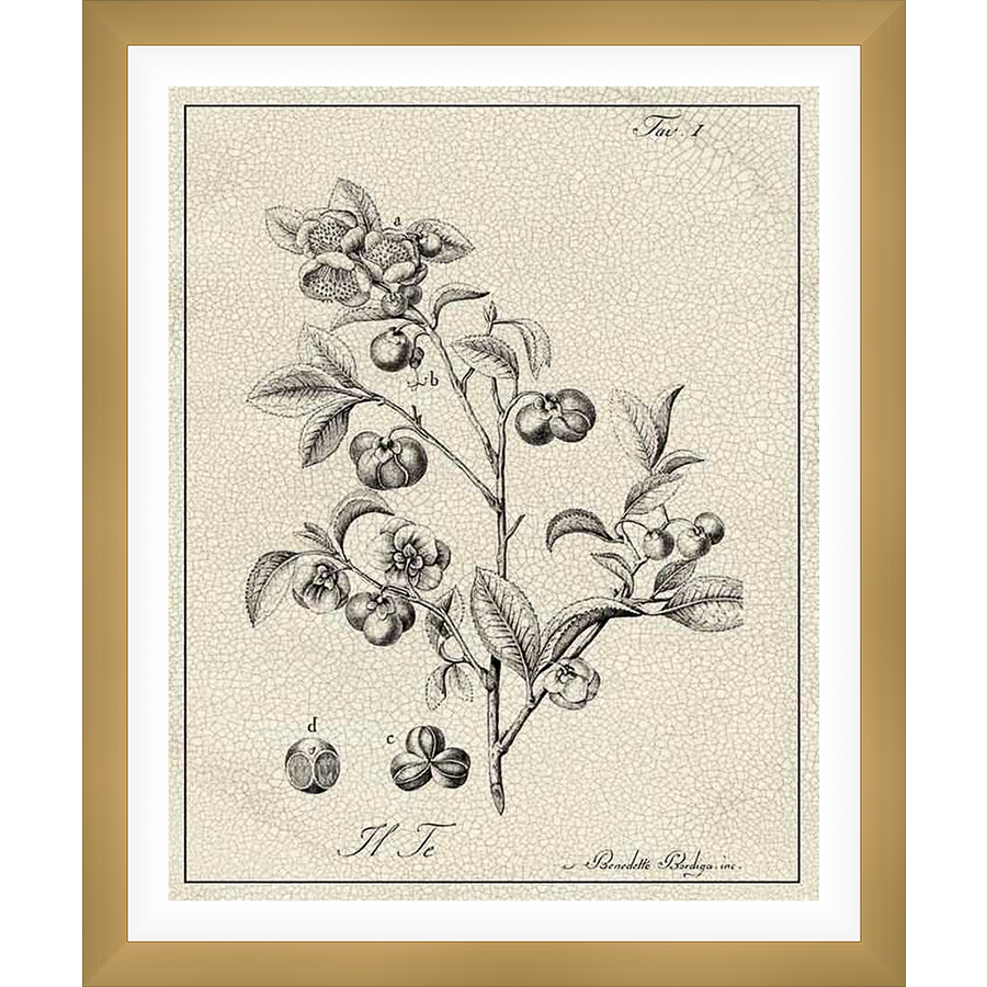 This elegant artwork showcases a botanical illustration of a tea plant in exquisite detail. The vintage style and intricate linework bring a touch of classic charm to any space.