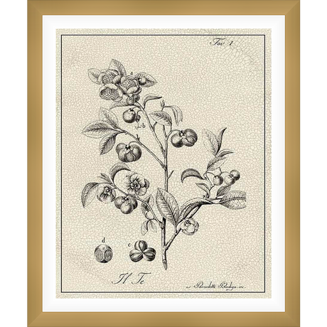 This elegant artwork showcases a botanical illustration of a tea plant in exquisite detail. The vintage style and intricate linework bring a touch of classic charm to any space.
